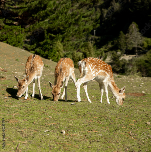 sika deer stock on green grass background in a park, forest or farm, countryside or zoo environment