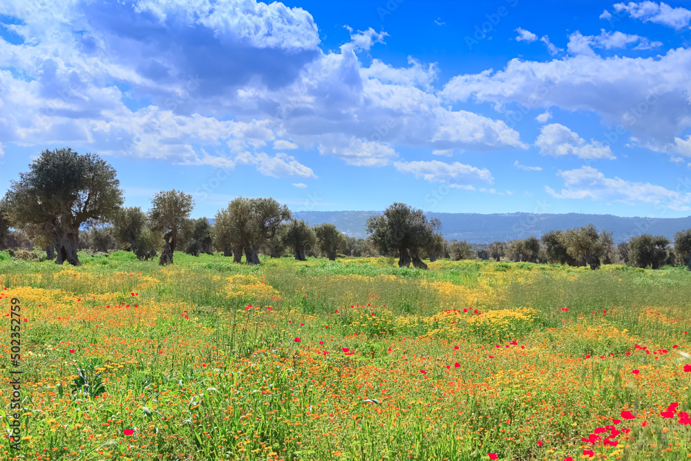 Spring landscape: agriculture field with centuries-old olive grove between meadow of poppies  and wild flowers. Typical countryside of Apulia, Italy.