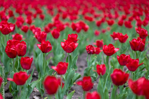 Red tulip flowers background outdoor