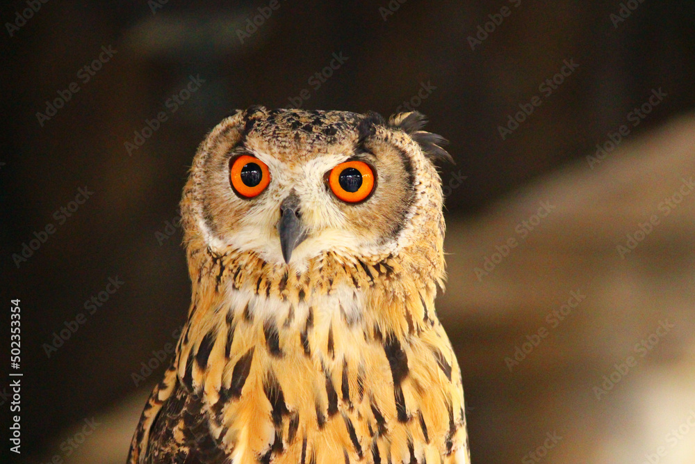 Obraz premium とぼけた顔のベンガルワシミミズク