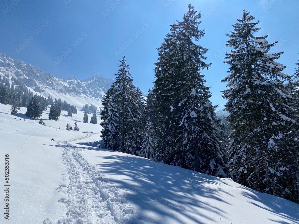 Fototapeta premium Wonderful winter hiking trails and traces on the slopes of the Alpstein mountain range and in the fresh alpine snow cover of the Swiss Alps, Nesslau - Obertoggenburg, Switzerland (Schweiz)