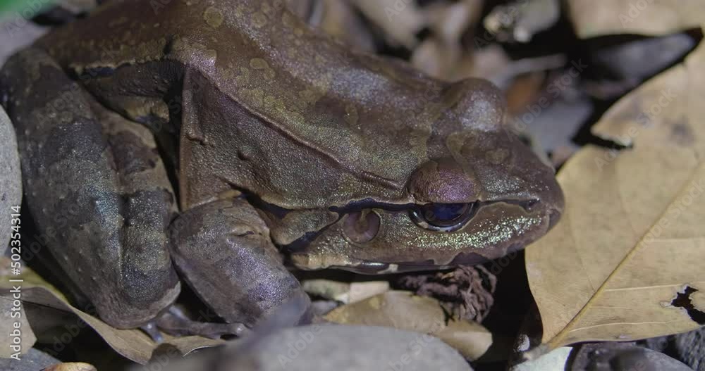 Savages thin-toed frog immobile on dry leaf soil, close up view Savages thin-toed frog immobile on dry leaf soil, close up view