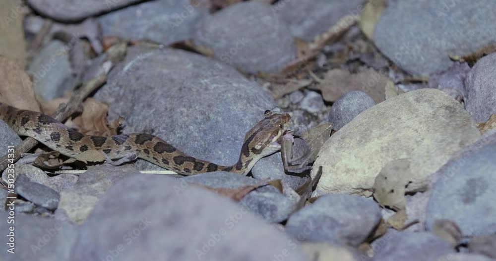 little frog taking last breaths in serpent mouth. cat-eyed snake, nocturnal behavior little frog taking last breaths in serpent mouth. cat-eyed snake, nocturnal behavior
