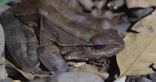 Savages thin-toed frog immobile on dry leaf soil, close up view photo