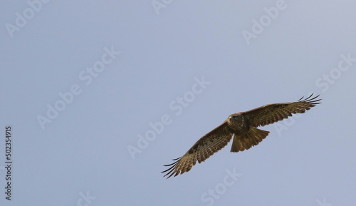Common Buzzard in fly, Buteo buteo © dule964