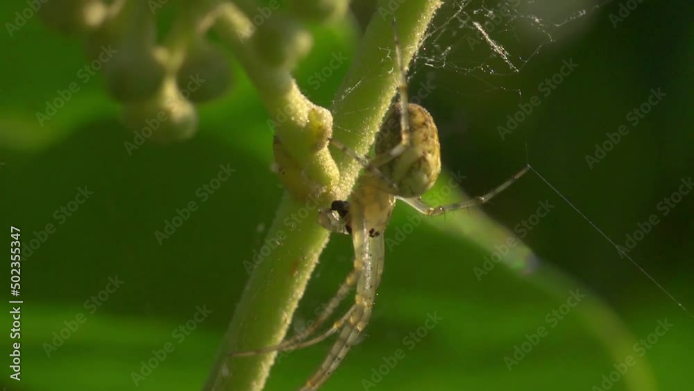 Spider - Meta segmentata devouring a fly - Web moves Spider - Meta segmentata devouring a fly - Web moves