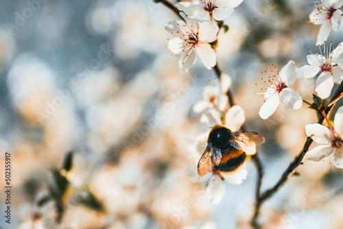 Close-up of a bumblebee on a white blossoms. Blossom tree in April with bee on it. Concept of nature awakening after winter months