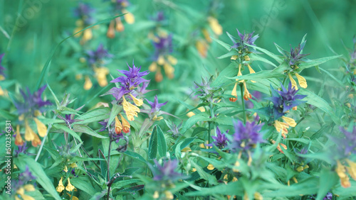 Wood Cow Wheat. Stock footage. Beautiful bright flowers growing with blue and yellow Bud called Ivan da Marya. Bright buds on background of green grass