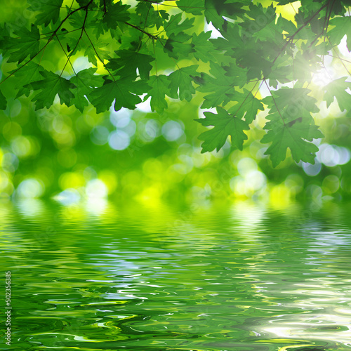 Green leaves on sun and blur tree foliage