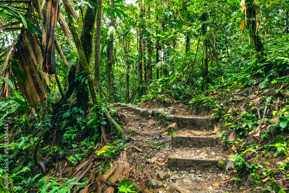 Ecuador Tropical Rainforest. Hiking trail in Amazon Cloud Forest. Jungle path to Hola Vida Waterfall. Puyo, Ecuador. South America. Ecuador Tropical Rainforest. Hiking trail in Amazon Cloud Forest. Jungle path to Hola Vida Waterfall. Puyo, Ecuador. South America.