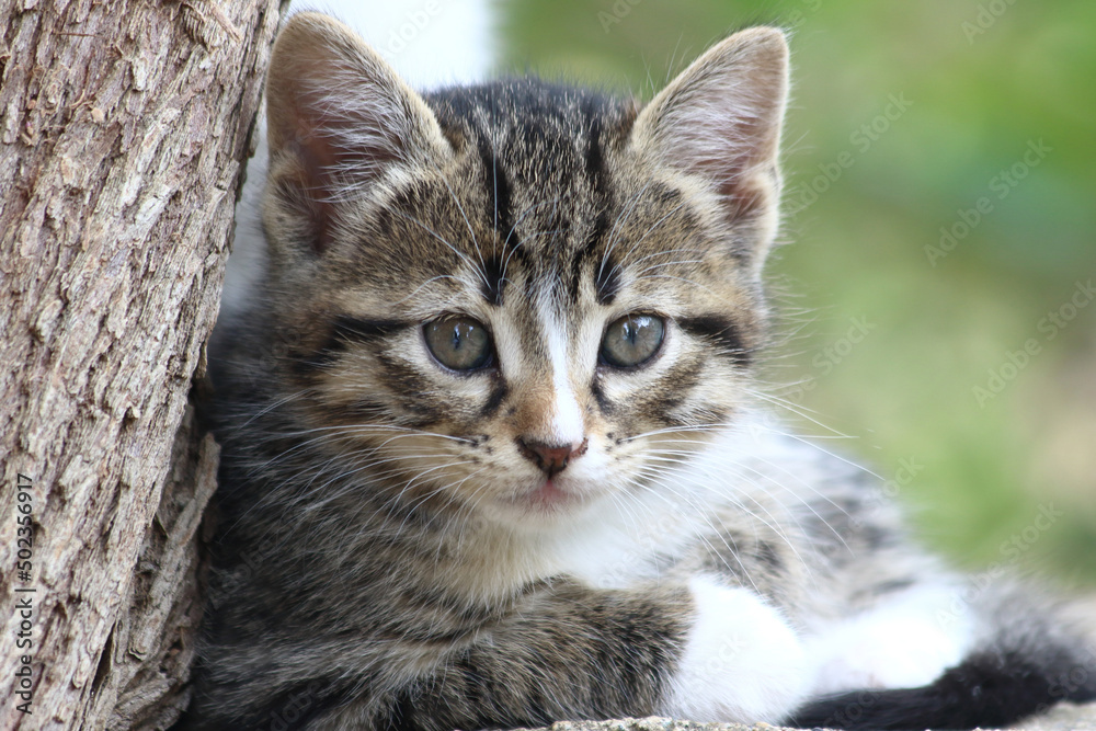 close up portrait of a kitten close up portrait of a kitten