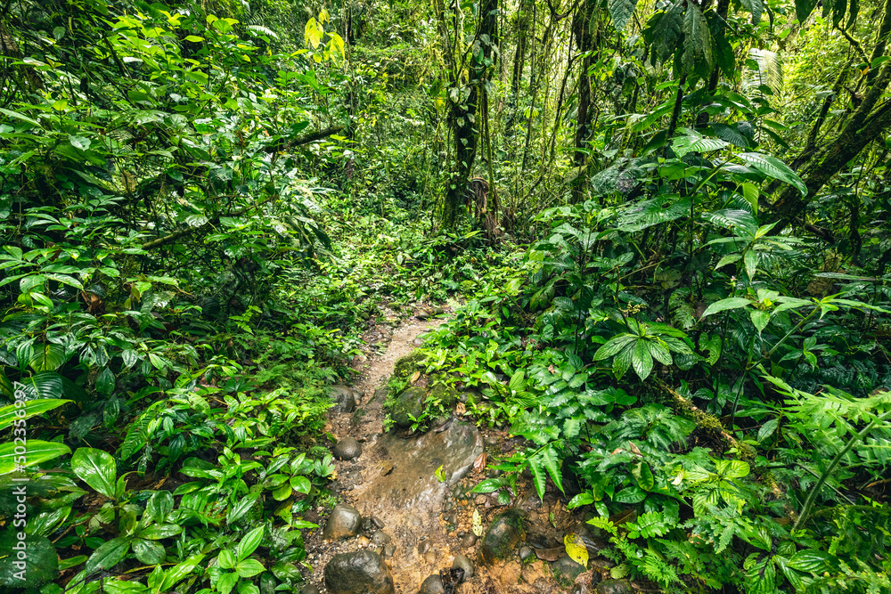 Ecuador Tropical Rainforest. Hiking trail in Amazon Cloud Forest. Jungle path to Hola Vida Waterfall. Puyo, Ecuador. South America. Ecuador Tropical Rainforest. Hiking trail in Amazon Cloud Forest. Jungle path to Hola Vida Waterfall. Puyo, Ecuador. South America.