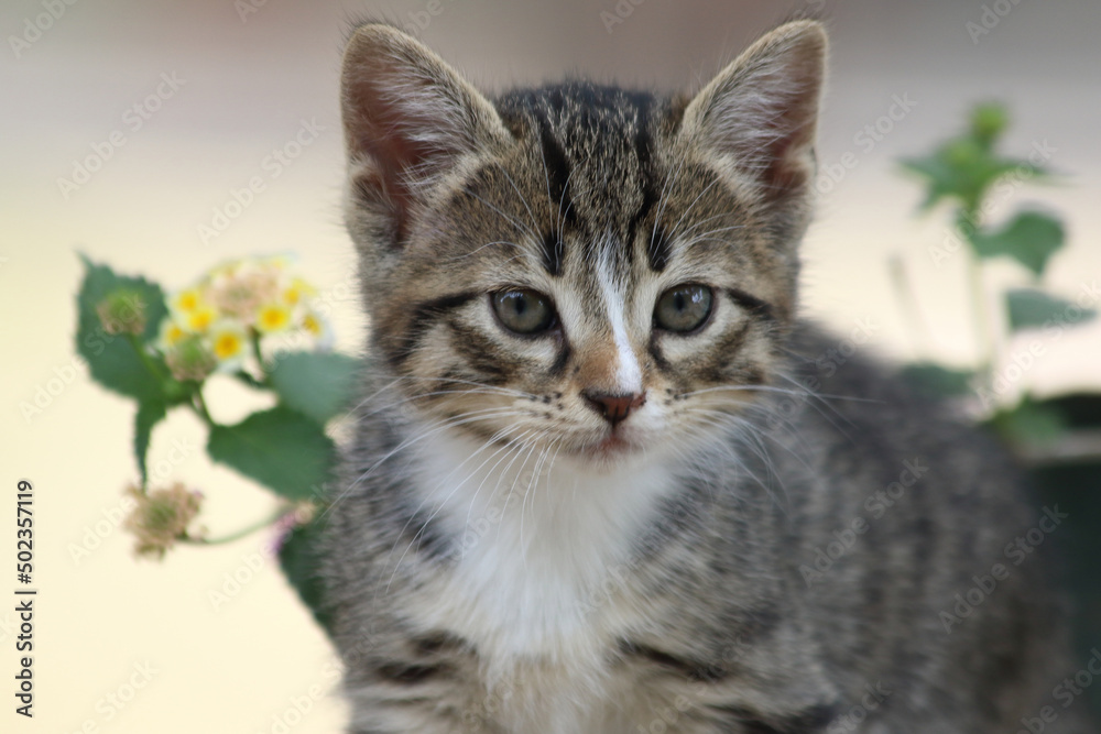 close up portrait of a kitten