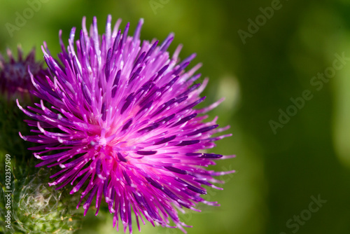 Thistle is spotted. Medical plant. Milk thistle fruits are used as a medicine.
Milk thistle has a huge amount of various macro- and microelements, vitamins. Milk thistle is native to the Mediterranean photo