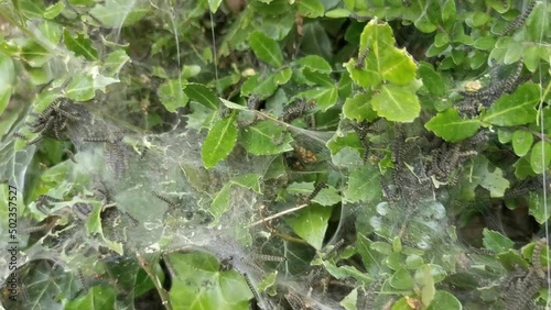 The web of the ermine moth Yponomeuta with a lot of caterpillars hiding in a bush with green leaves. Bremen, Germany.