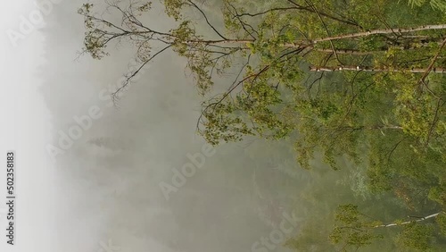 The fog drowned mystical valley of Schwarzwassertal in saxonian Ore Mountains. The mist moves through a large spruce and birch forest. portrait pan shot.
