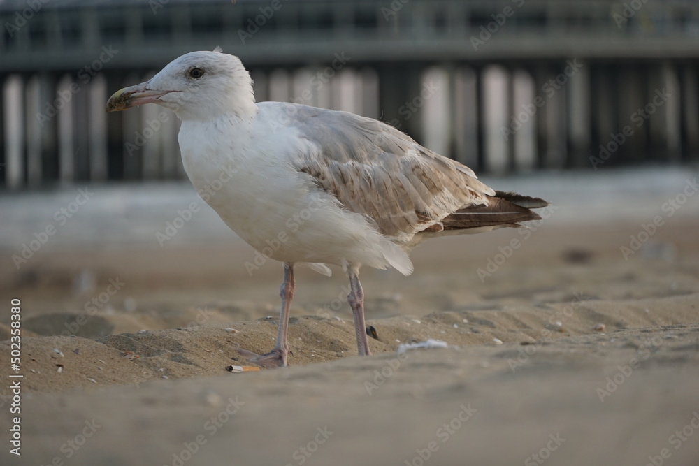 Obraz premium seagull on the beach