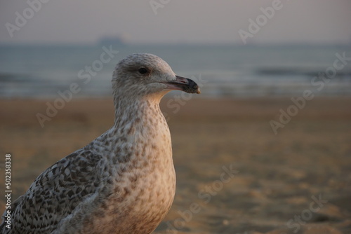 seagull on the beach