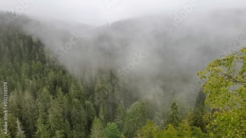 The fog drowned mystical valley of Schwarzwassertal in saxonian Ore Mountains. The mist moves through a large spruce and birch forest. still shot.