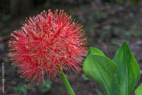 Closeup view of spectacular bright orange red flower of the blood lily aka scadoxus multiflorus in outdoor tropical garden isolated on natural background photo