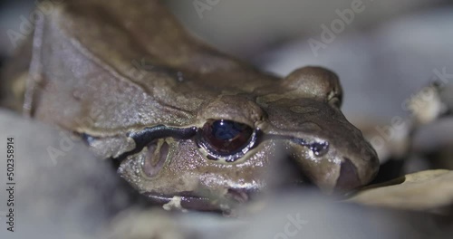 extreme close up of a Savages thin-toed frog head, breathing static. Leptodactylus savagei specie photo