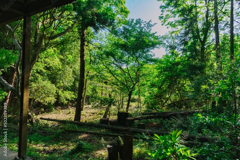 morning in the forest