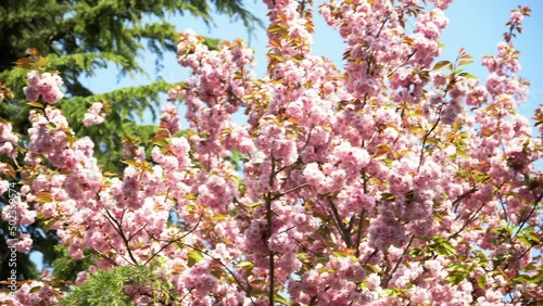 Beautiful pink cherry blossoms in a 4k pan right shot against blue sky and a green pine tree in Bremen, Germany. 