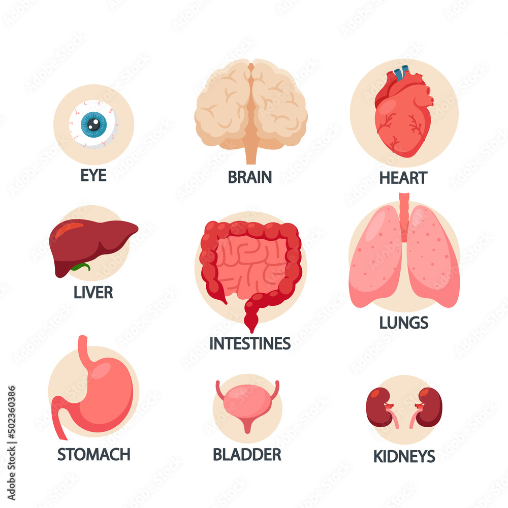 Human Body Organs Infographics, Eye, Heart, Liver and Stomach, Bladder, Brain, Lungs or Kidney with Intestines