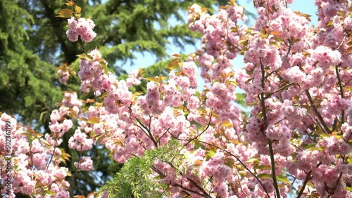 Beautiful pink cherry blossoms in a 4k zoomed in shot against blue sky and a green pine tree in Bremen, Germany. 