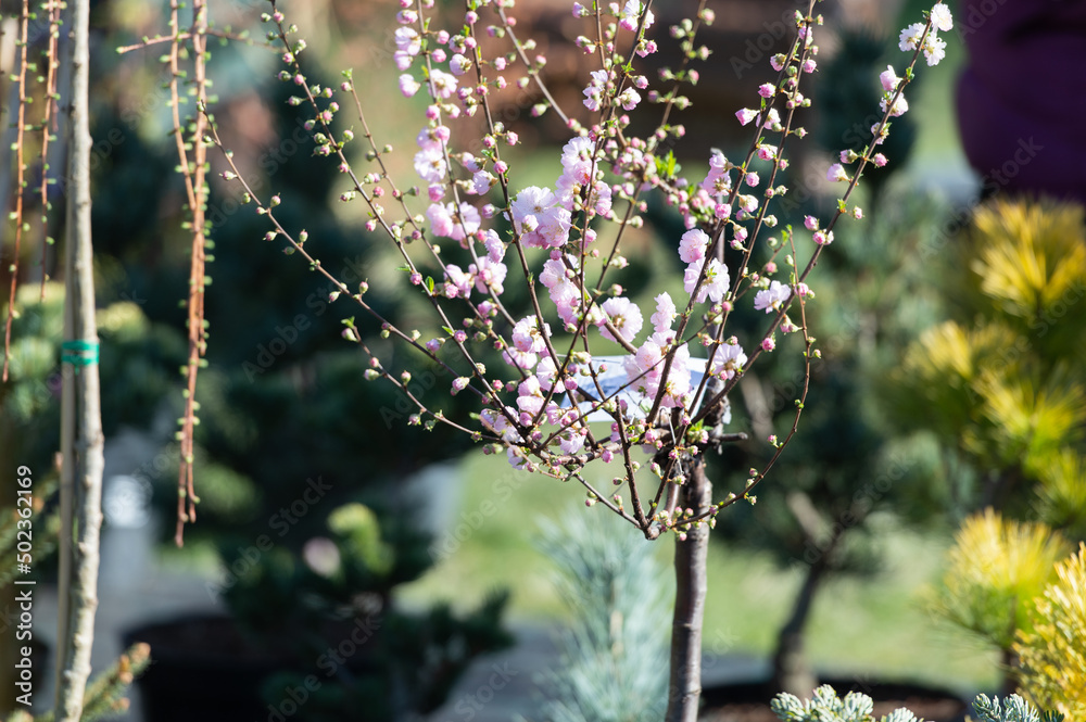 flowering tree in the spring seedling market flowering tree in the spring seedling market