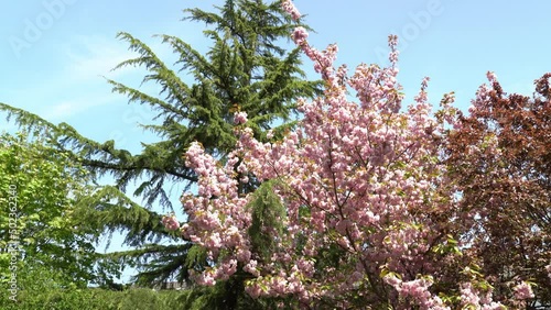 Beautiful pink cherry blossoms in a 4k  shot against blue sky and a green pine tree in Bremen, Germany.  Wide shot, pan upwards.