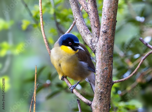 A blue-crowned laughingthrush, Garrulax courtoisi, perched on a tree. This small songbird, from Jiangxi, China, is now critically endangered in the wild. photo