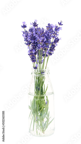 Bouquet of lavender flowers in glass isolated on white background. 