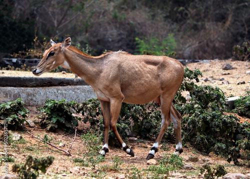 Young Asian Nilgai Antelope walking in the field on a sunny day photo