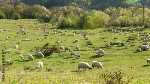 Herd of sheep grazing on the hill in early spring