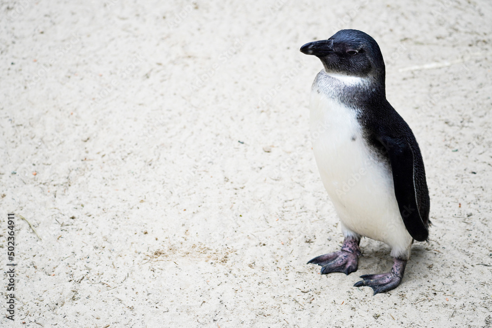 Naklejka premium Portrait of an African penguin. Spheniscus demersus.