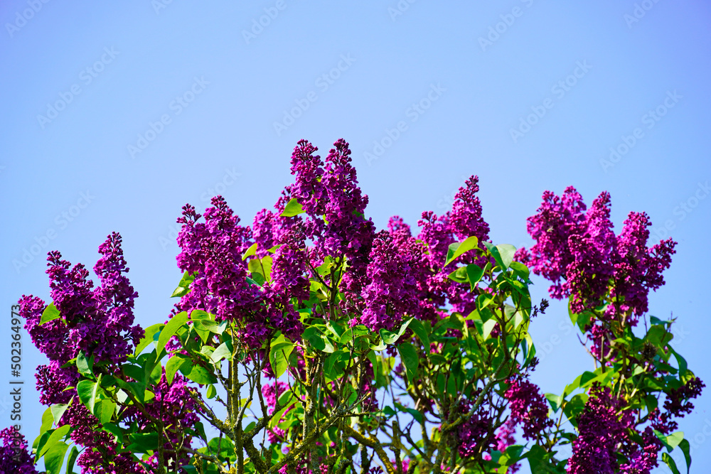 Obraz premium Blooming lilac tree with blue sky background. 