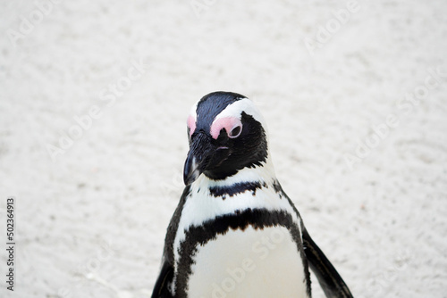 Fototapet Portrait of an African penguin. Spheniscus demersus.
