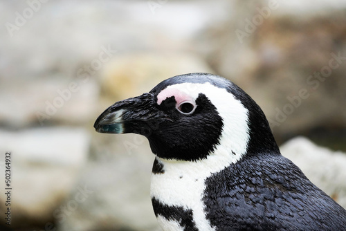 Slika na platnu Portrait of an African penguin. Spheniscus demersus.