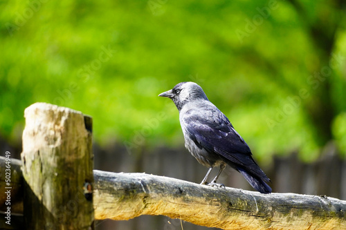 Jackdaw sits on a wooden fence against a green background. Corvus monedula. 