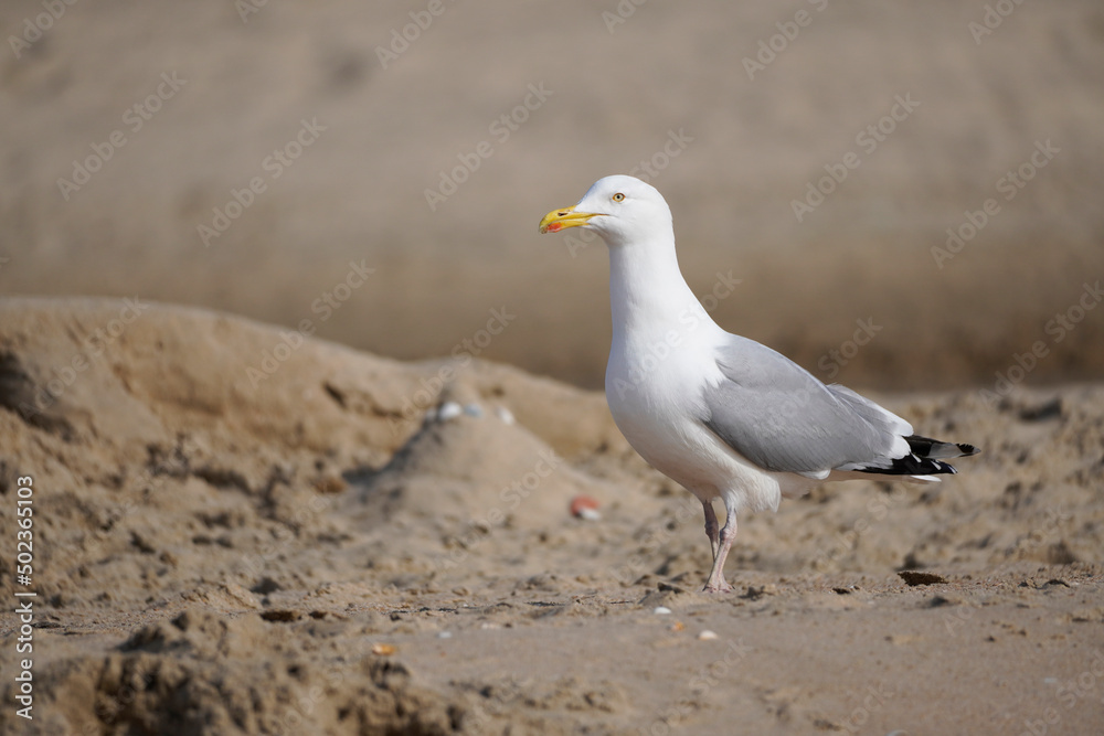 Seagull on the Dutch North Sea coast.
Seagull on the Dutch North Sea coast.