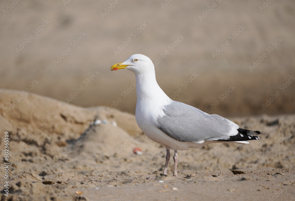 Seagull on the Dutch North Sea coast.
Seagull on the Dutch North Sea coast.