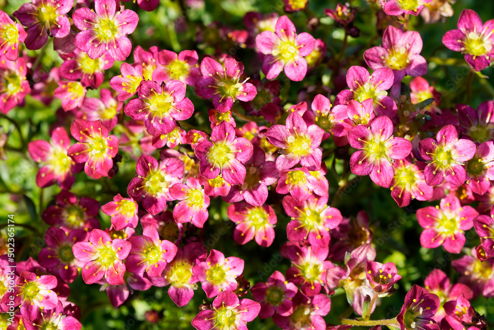 Moss-saxifrage close-up. Perennial in the garden. Flowering plant.
