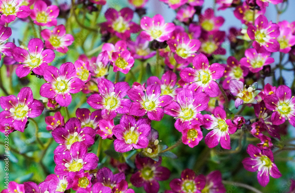 Moss-saxifrage close-up. Perennial in the garden. Flowering plant.
Moss-saxifrage close-up. Perennial in the garden. Flowering plant.