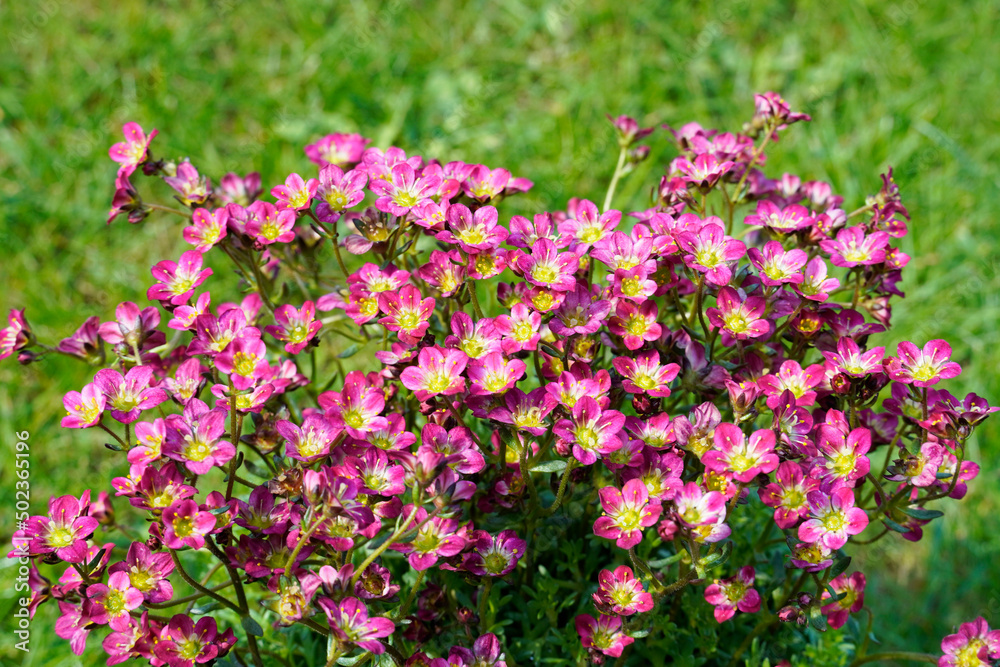 Moss-saxifrage close-up. Perennial in the garden. Flowering plant. Green background.
Moss-saxifrage close-up. Perennial in the garden. Flowering plant. Green background.