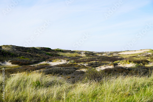 Dune landscape at the Dutch North Sea coast. Nature reserve. Netherlands. 