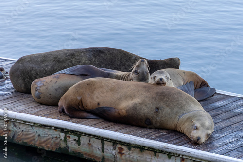 Sea lions Sleeping on a Pier
