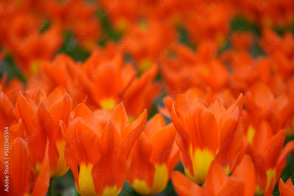 Red yellow tulips in the garden. Tulip field.
Red yellow tulips in the garden. Tulip field.