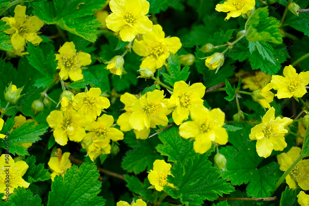 Close up of Waldsteinia ternata - golden strawberry. Hardy, early flowering perennials with yellow flowers. Ground cover for the garden. Close up of Waldsteinia ternata - golden strawberry. Hardy, early flowering perennials with yellow flowers. Ground cover for the garden.