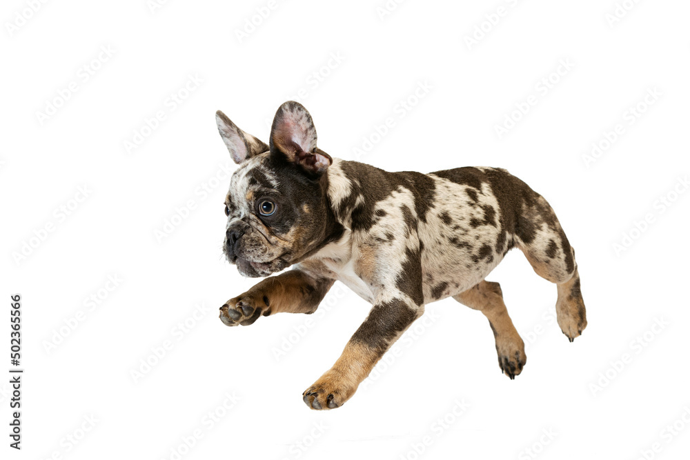 Potrait of cute puppy, dog, French Bulldog jumping, running, playing isolated over white studio background